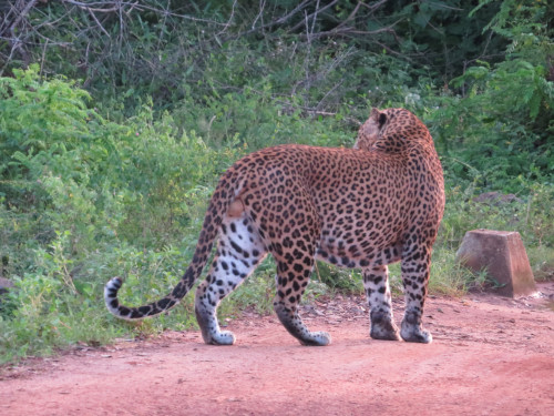 Leopard 3